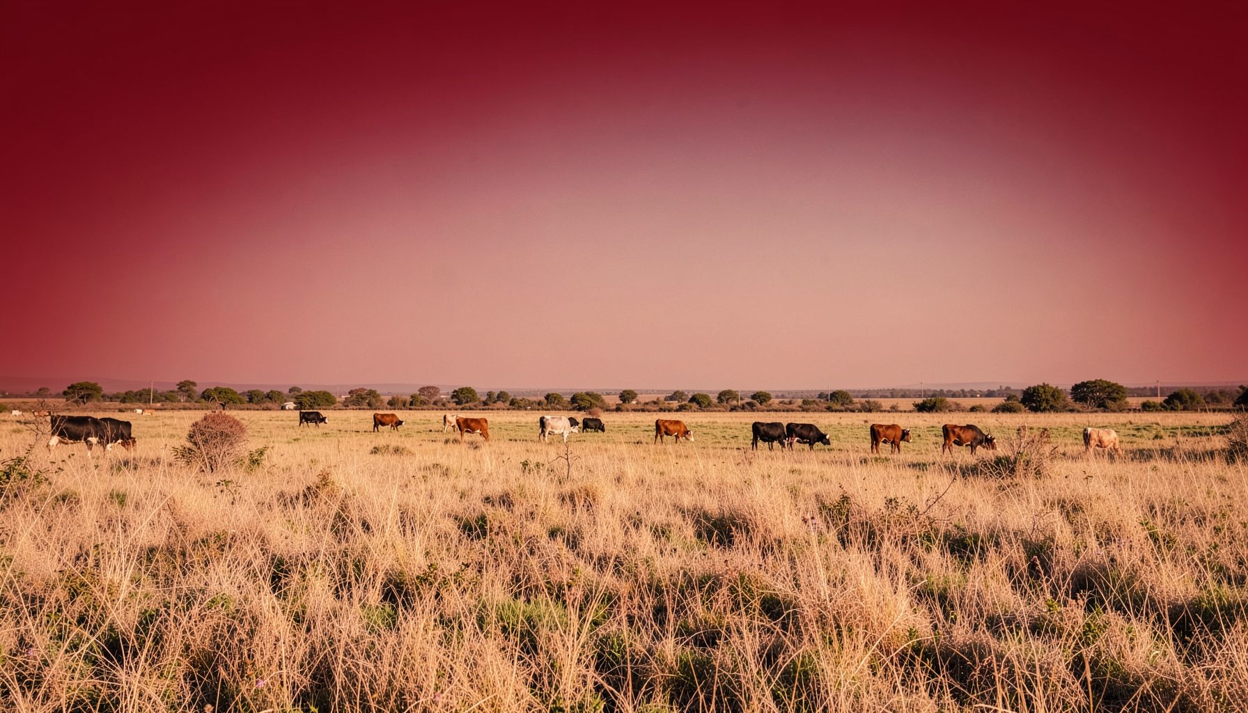 A rural landscape with cattle grazing near farmland, golden dry-season grass, wide open sky in muted earth tones