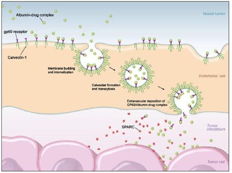  Dextran: A Versatile Biopolymer for Drug Delivery and Tissue Engineering Applications?