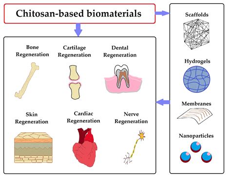 Quaternized Chitosan: A Novel Biomaterial for Sustainable Drug Delivery and Tissue Engineering Applications!