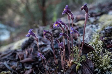  Broomrape: A Fascinating Parasitic Plant for Textile Innovation?!