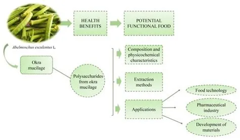  Okra Processing: Unveiling the Potential of this Mucilage-Rich Wonder!